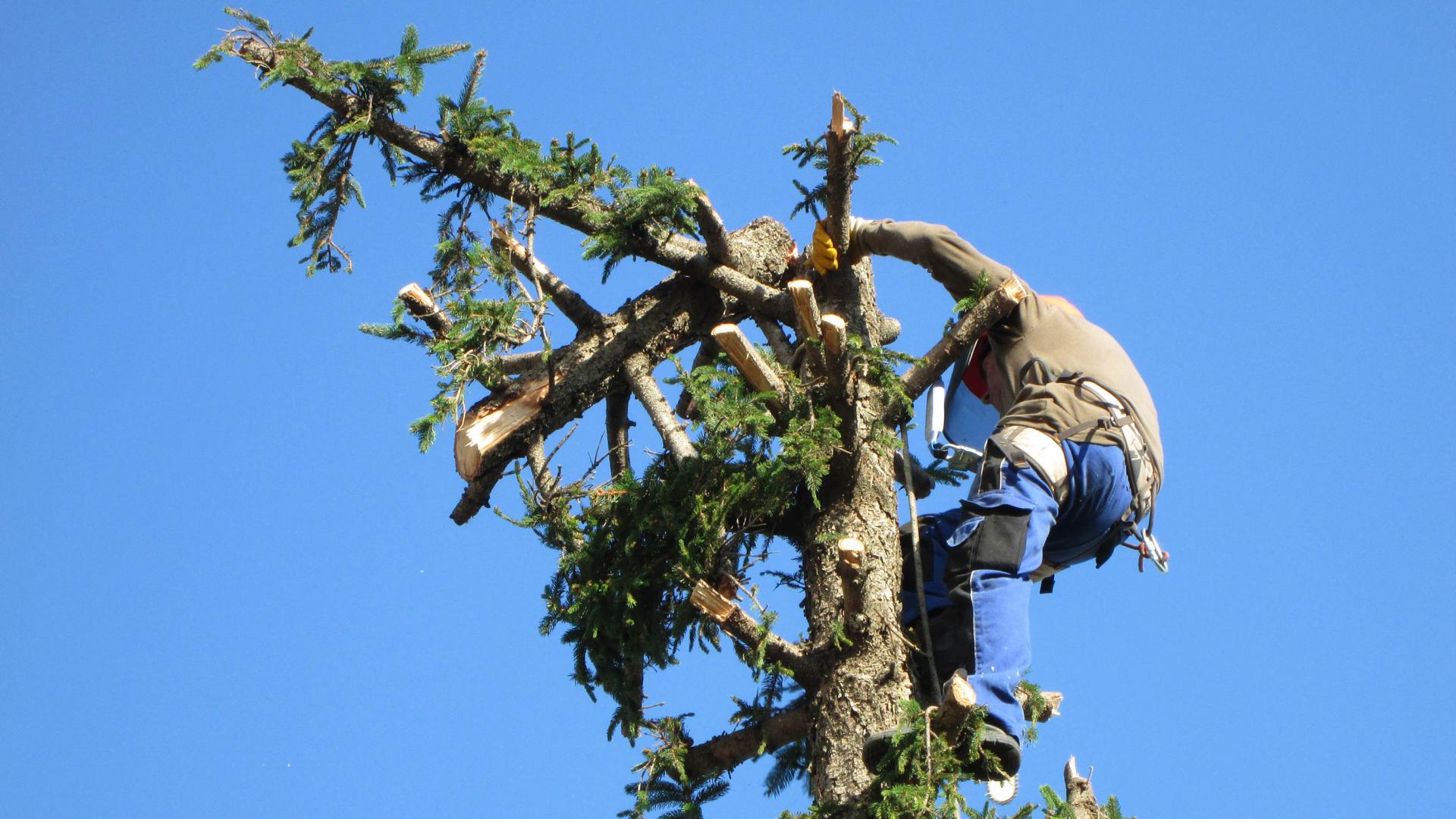 Elagueur elagage elagage des arbres abattage d arbre ebranchage entretien des espaces verts debroussaillage eclaircissage taille des arbres elagueur grimpeur1